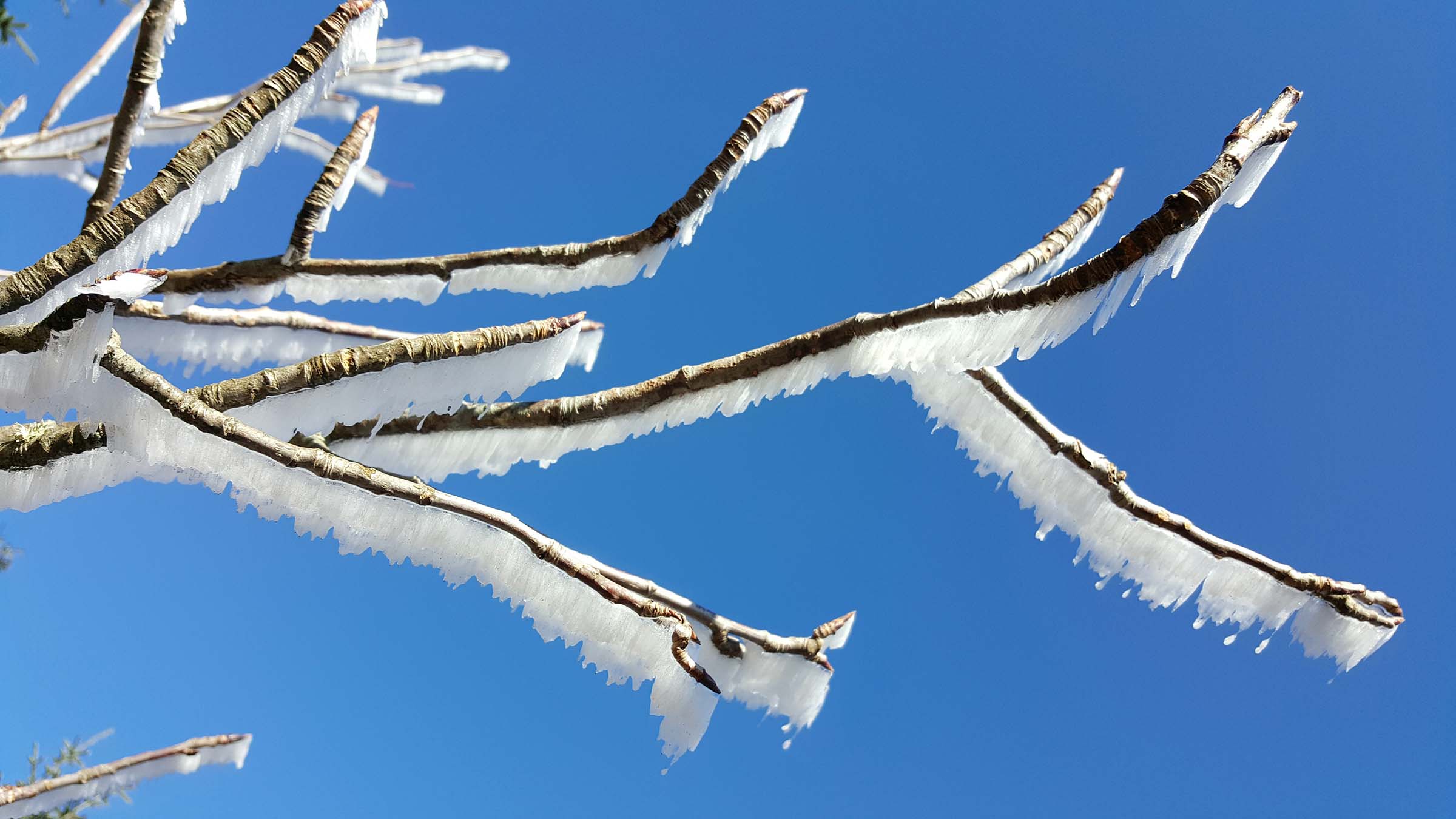 snow on tree branch