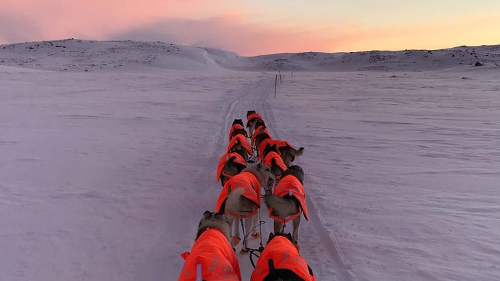 Dallas Seavey's dog sledding team