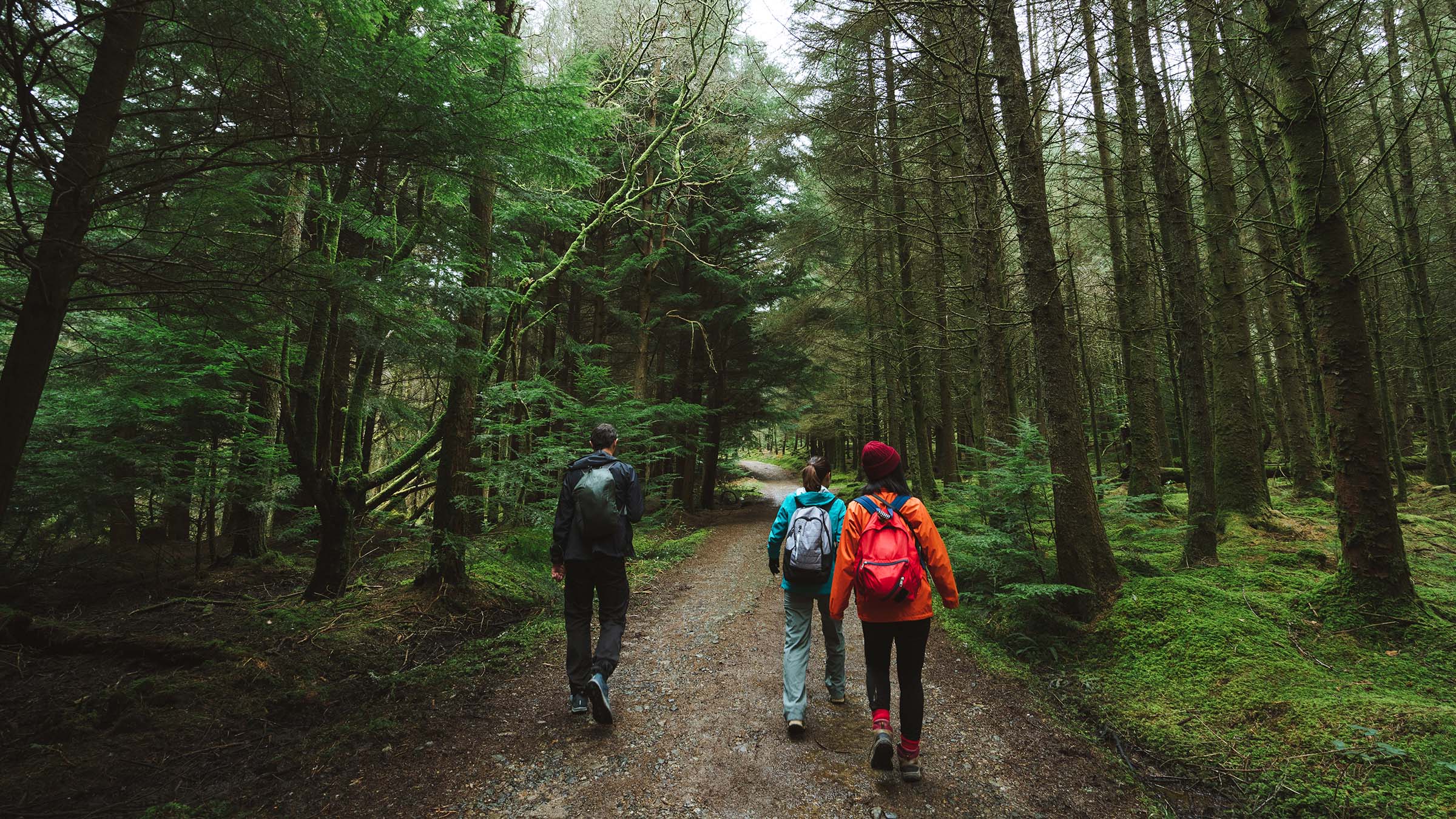 hikers walking through forest