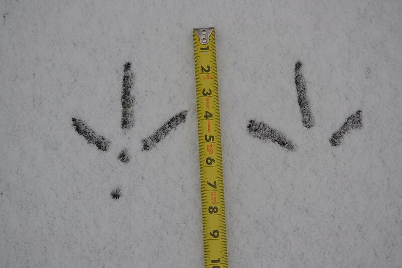 A photo of wild turkey tracks in snow. A measuring tape between the two prints shows that the tracks measure about four inches in length.