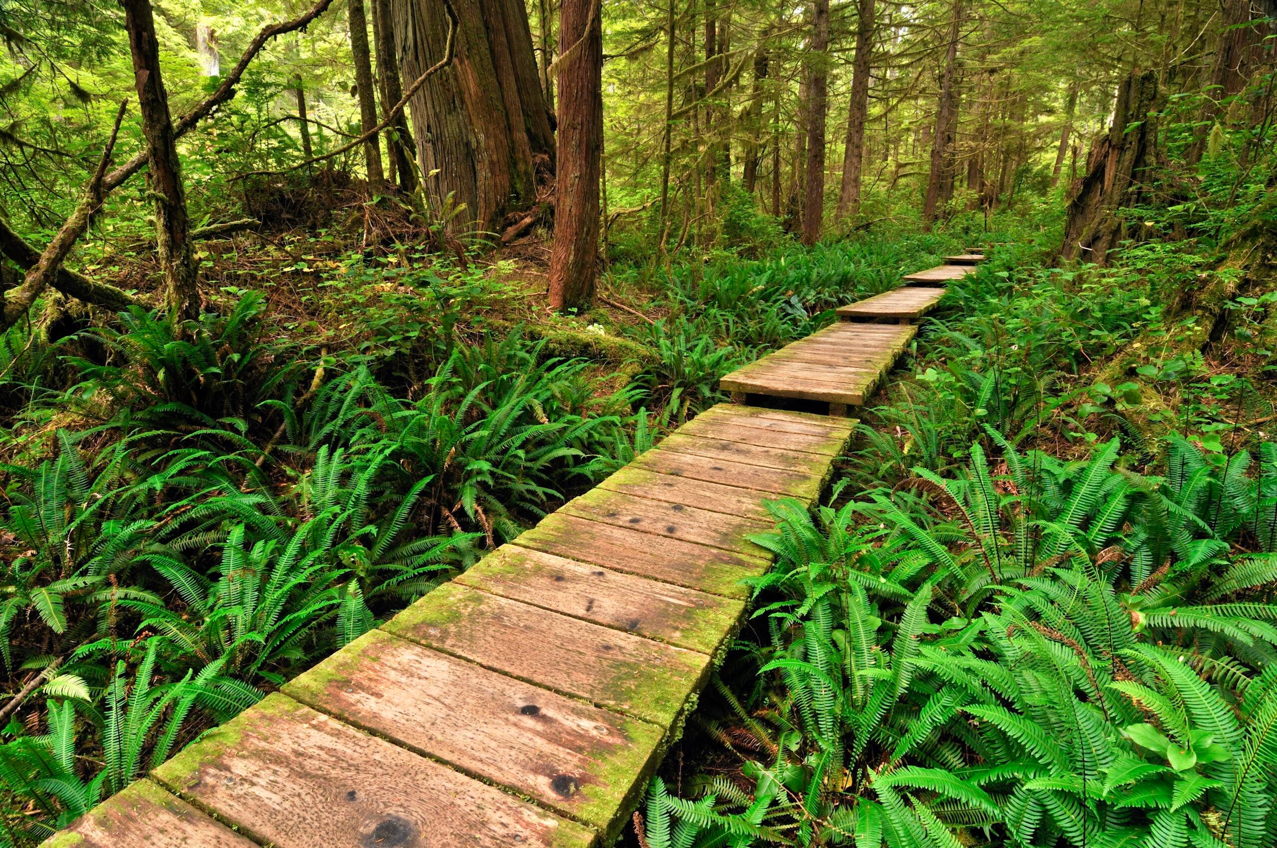 Path made of wooden beams, leading through the rainforest to Sand Point, Olympic National Park, Washington, USA