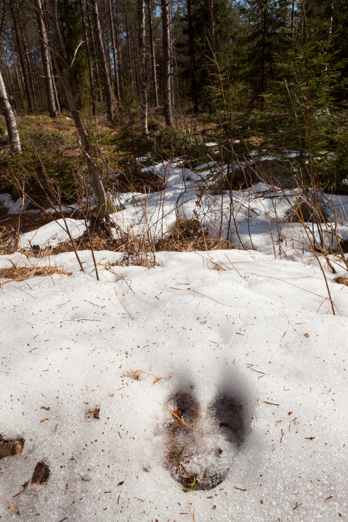 A single moose track in the snow.