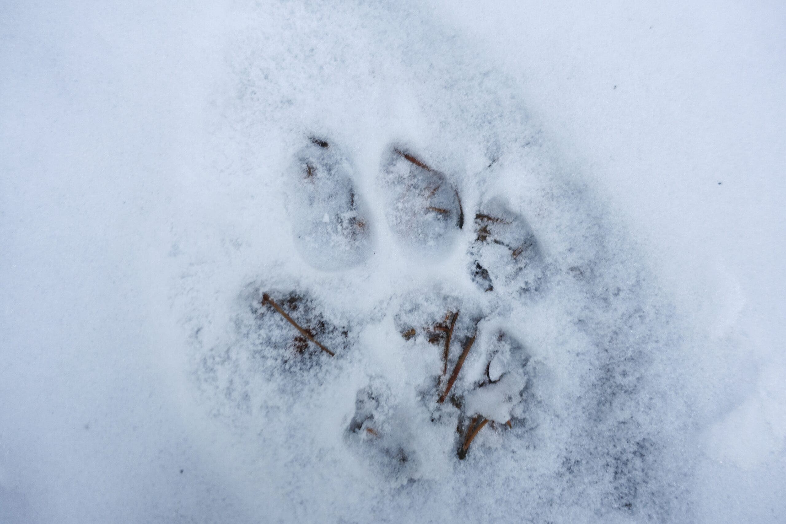 A single mountain lion track in snow.