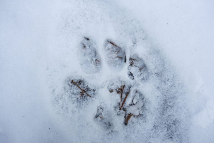 Reading deer tracks in the snow