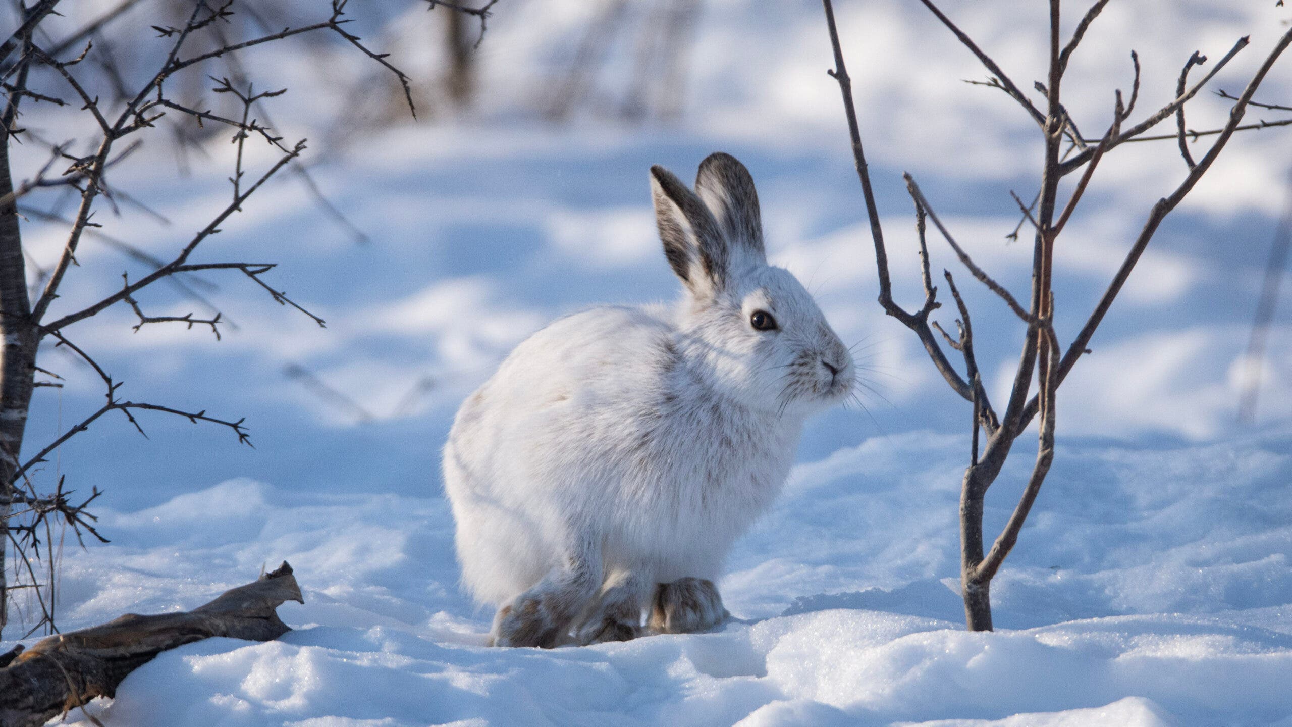 Snowshoe Hare