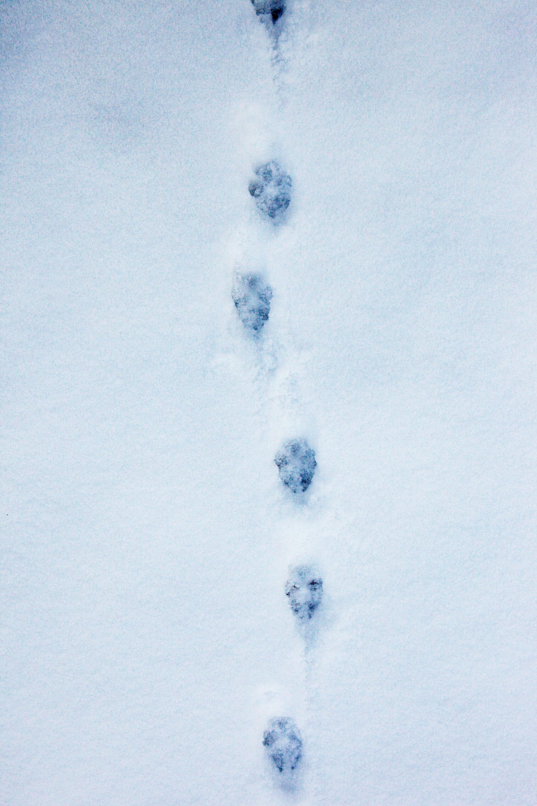 A photo of fox prints in the snow.