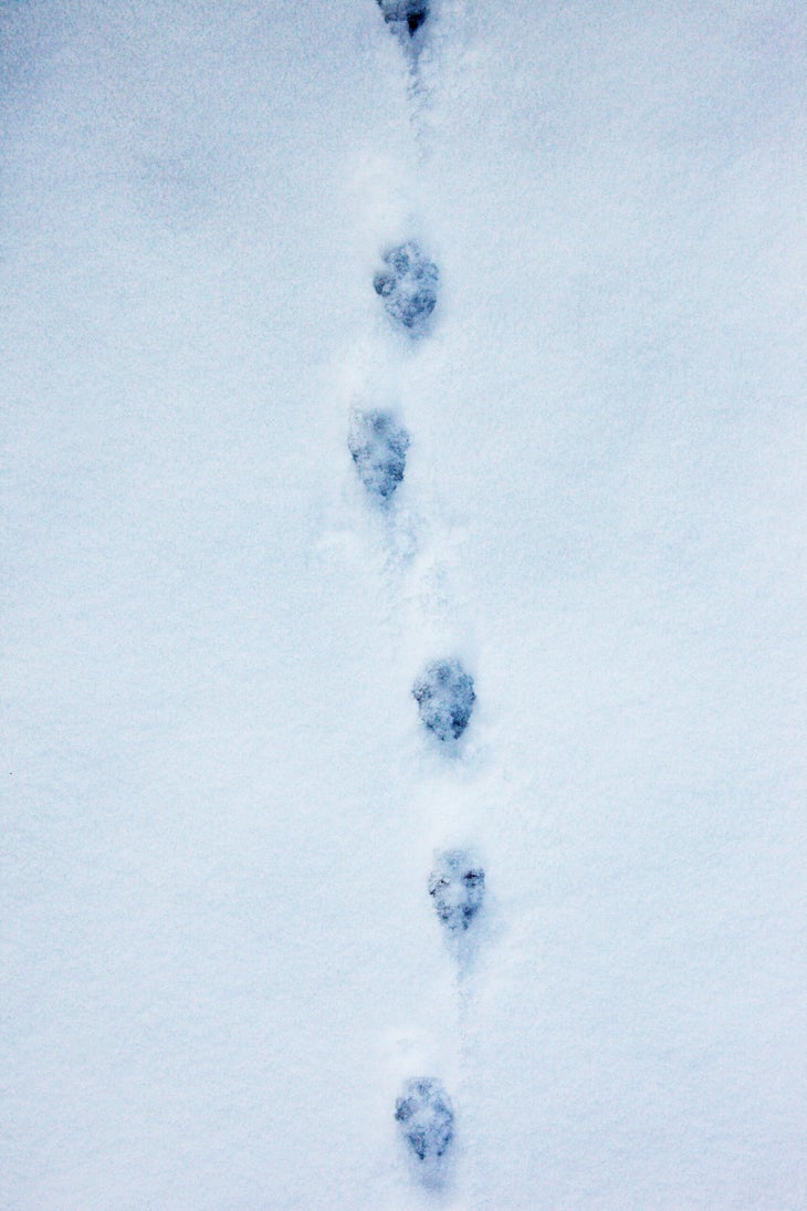 Animal Tracks - Ohio  Animal tracks in snow, Animal tracks, Fun
