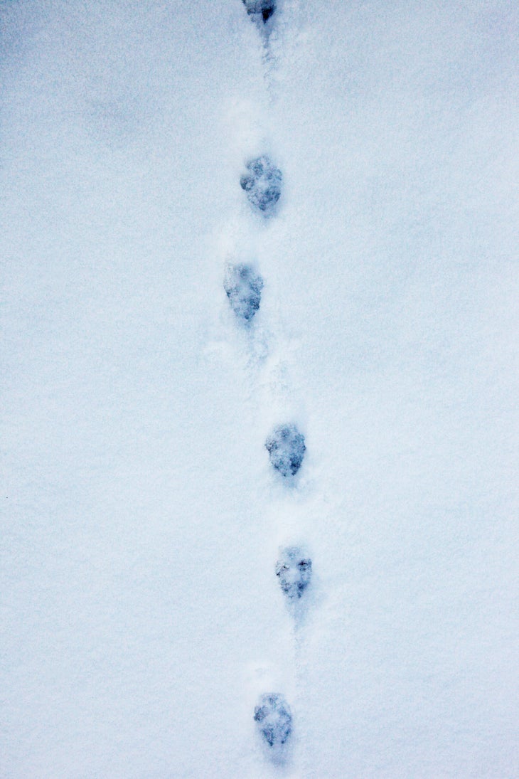 Reading deer tracks in the snow