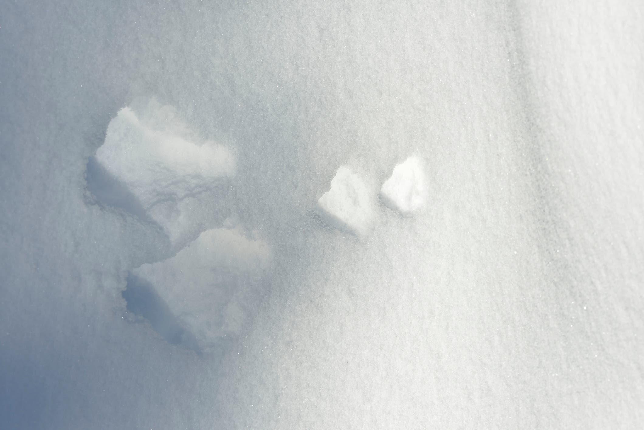 A photo of snowshoe hare tracks in snow.
