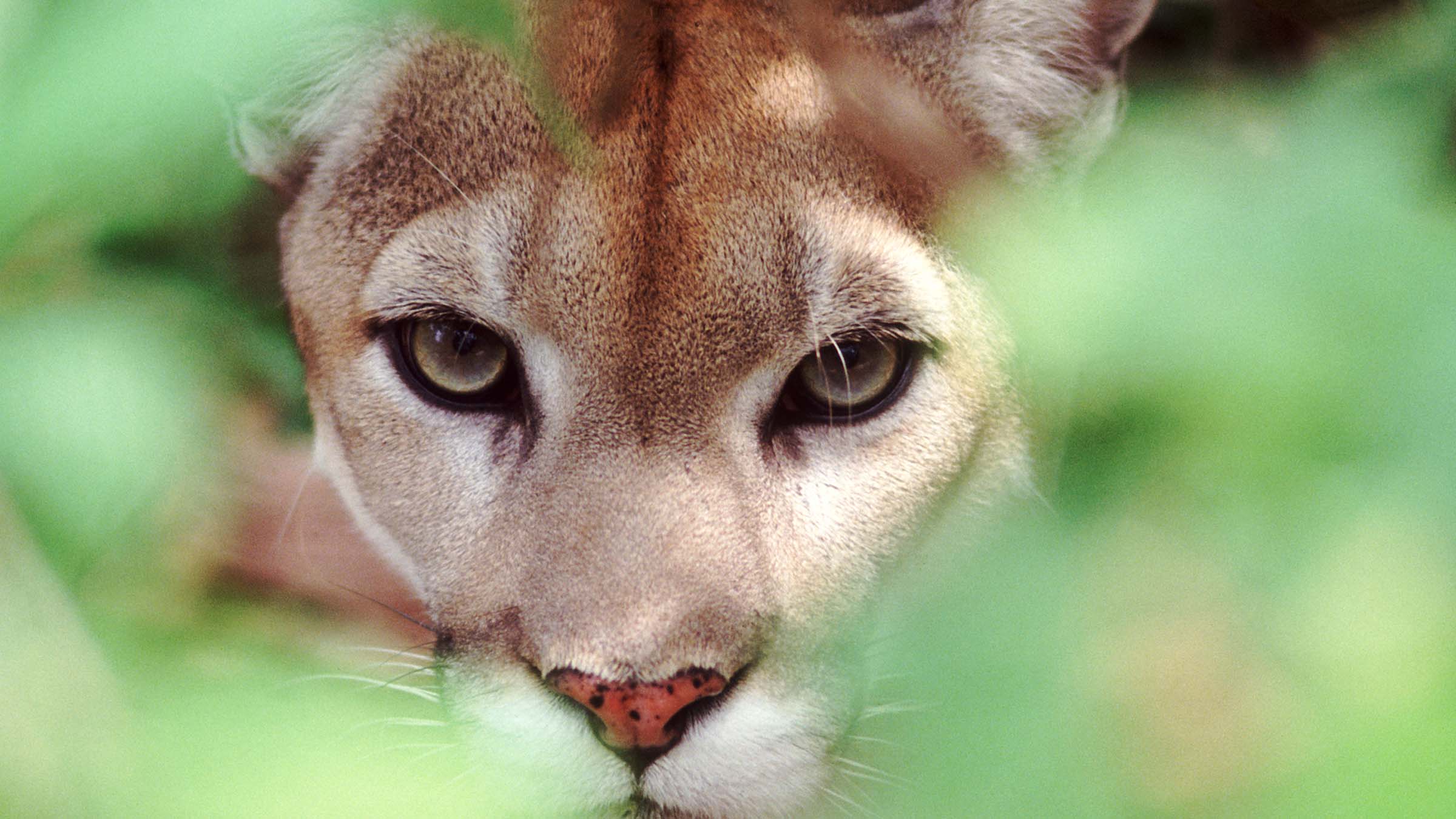 Watch: Mountain Lion Follows Hiker—So He Charges It. - Backpacker