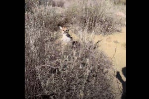 Hiker Charges Mountain Lion