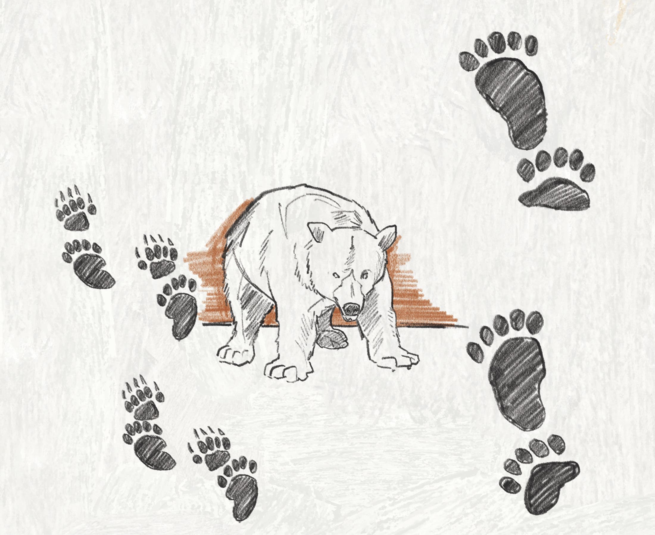 An illustration of a black bear. On the left are skunk prints; on the right are bear tracks.