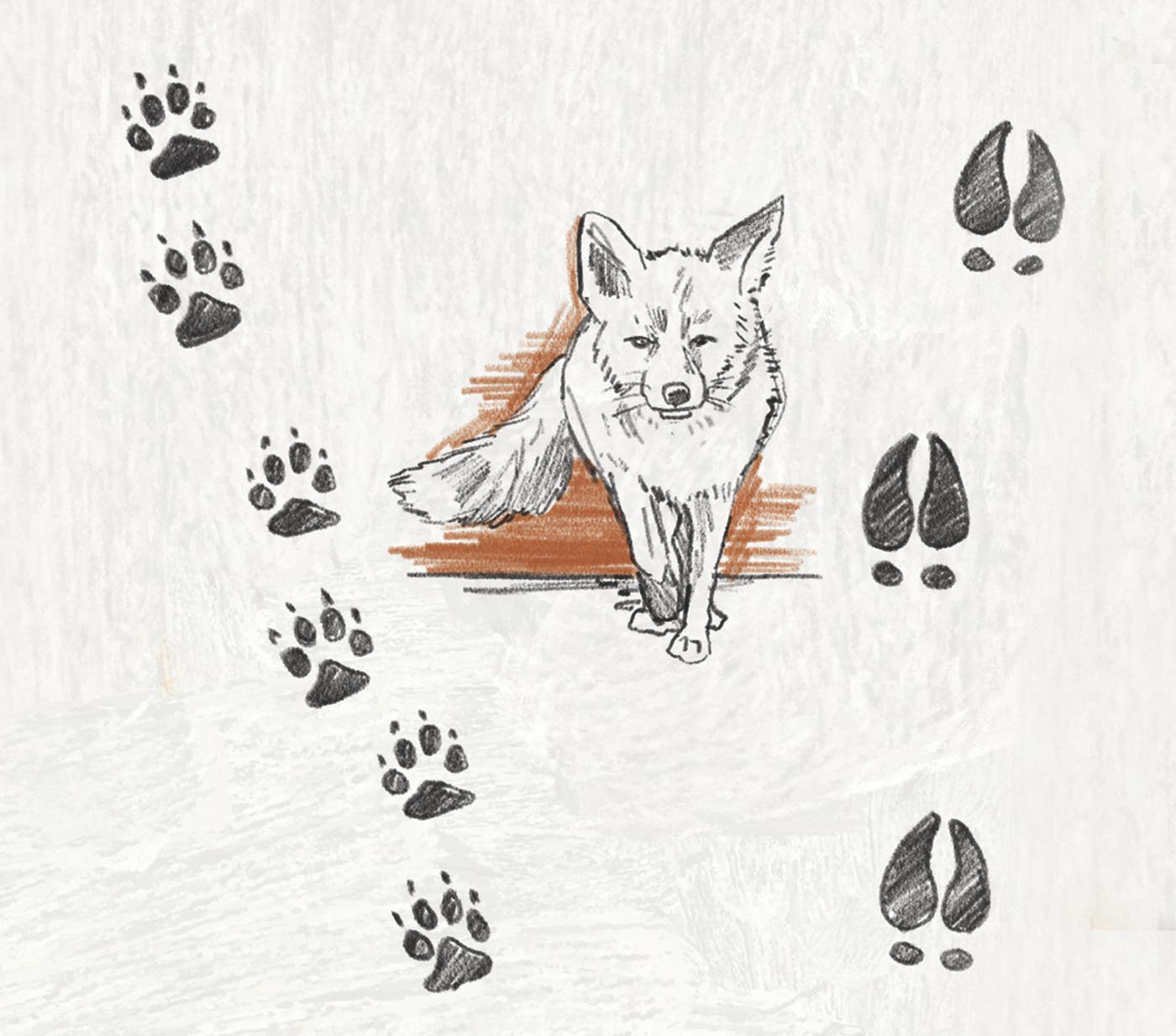 An illustration of a fox with fox prints on the left and moose prints on the right.