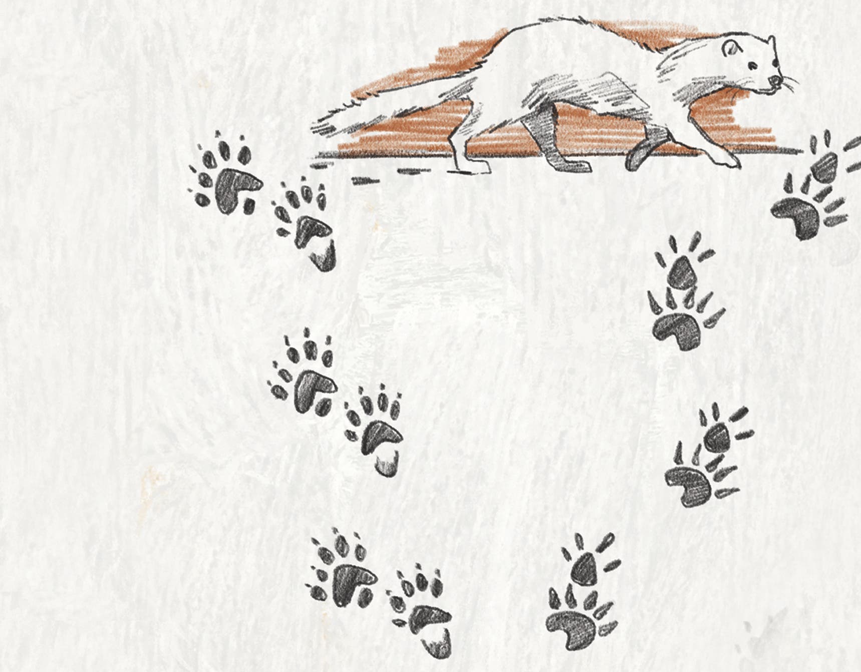An illustration of a mink. On the left are three sets of weasel tracks; on the right are four sets of mink tracks.