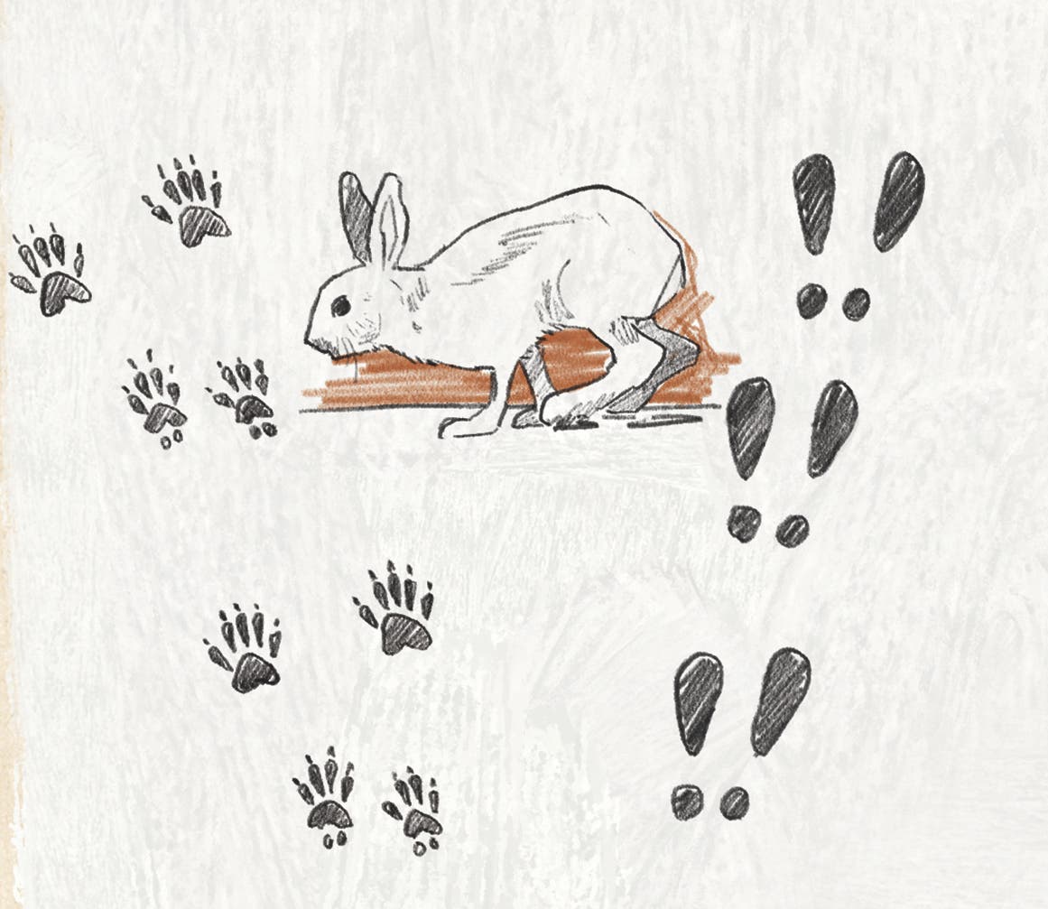 Illustration of a snowshoe hare. On the left, two sets of squirrel tracks are pictured. On the right are three sets of snowshoe hare prints.