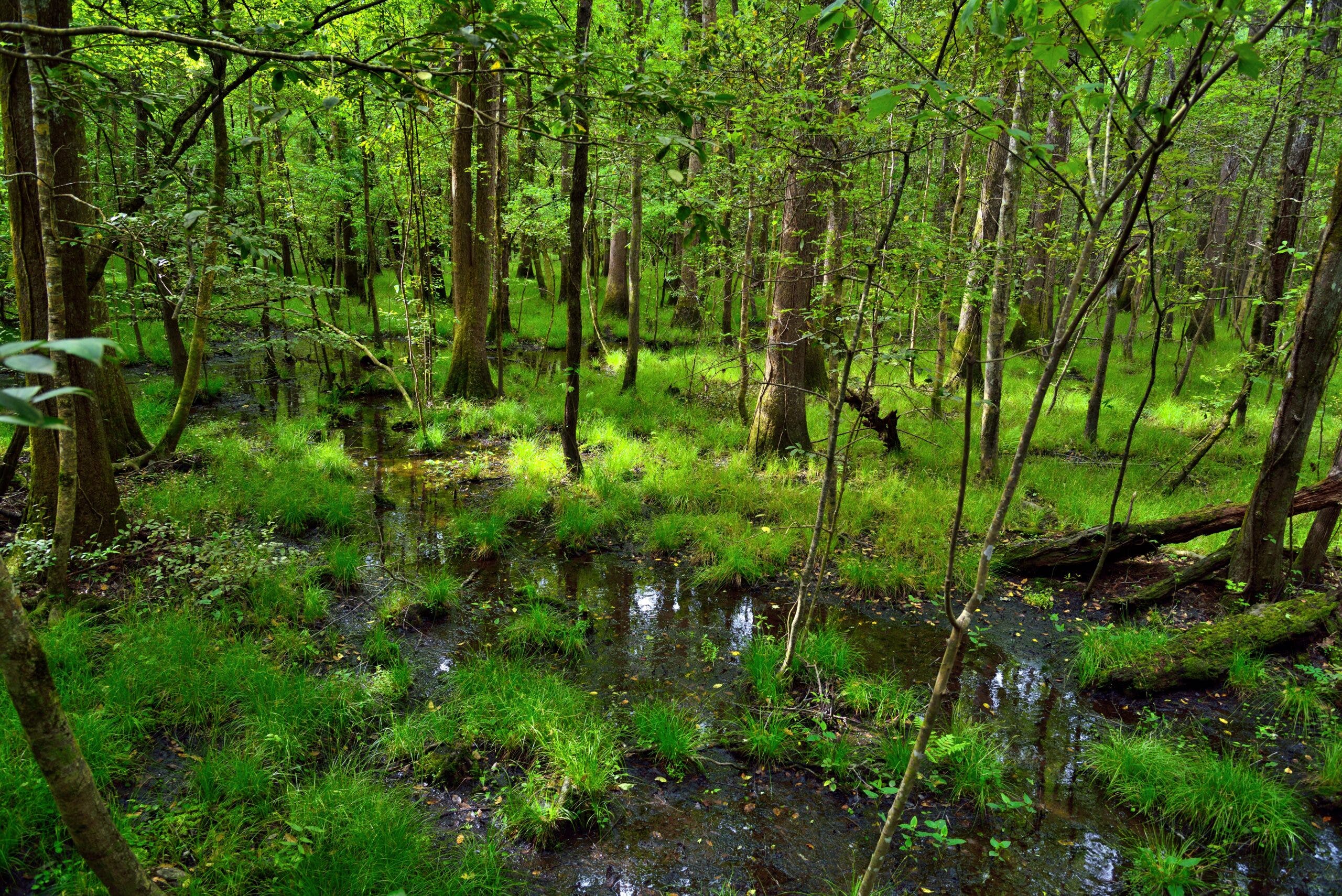 Along the Boardwalk Loop Trail in Congaree National Park