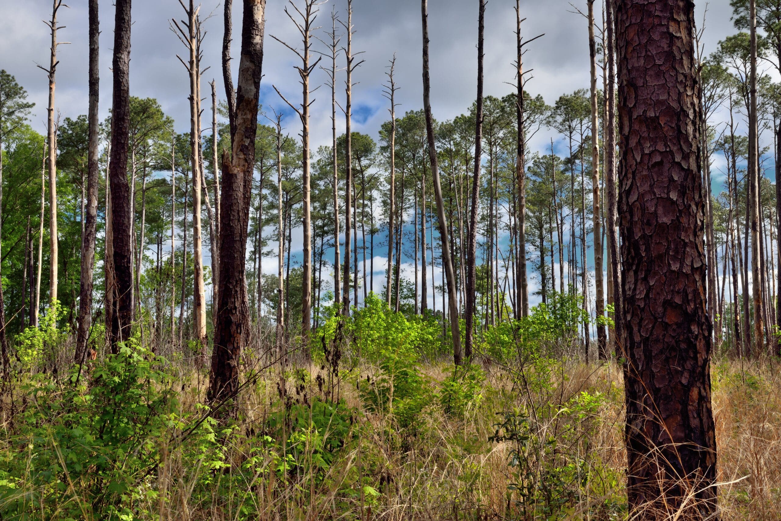 Trees in Congaree National Park