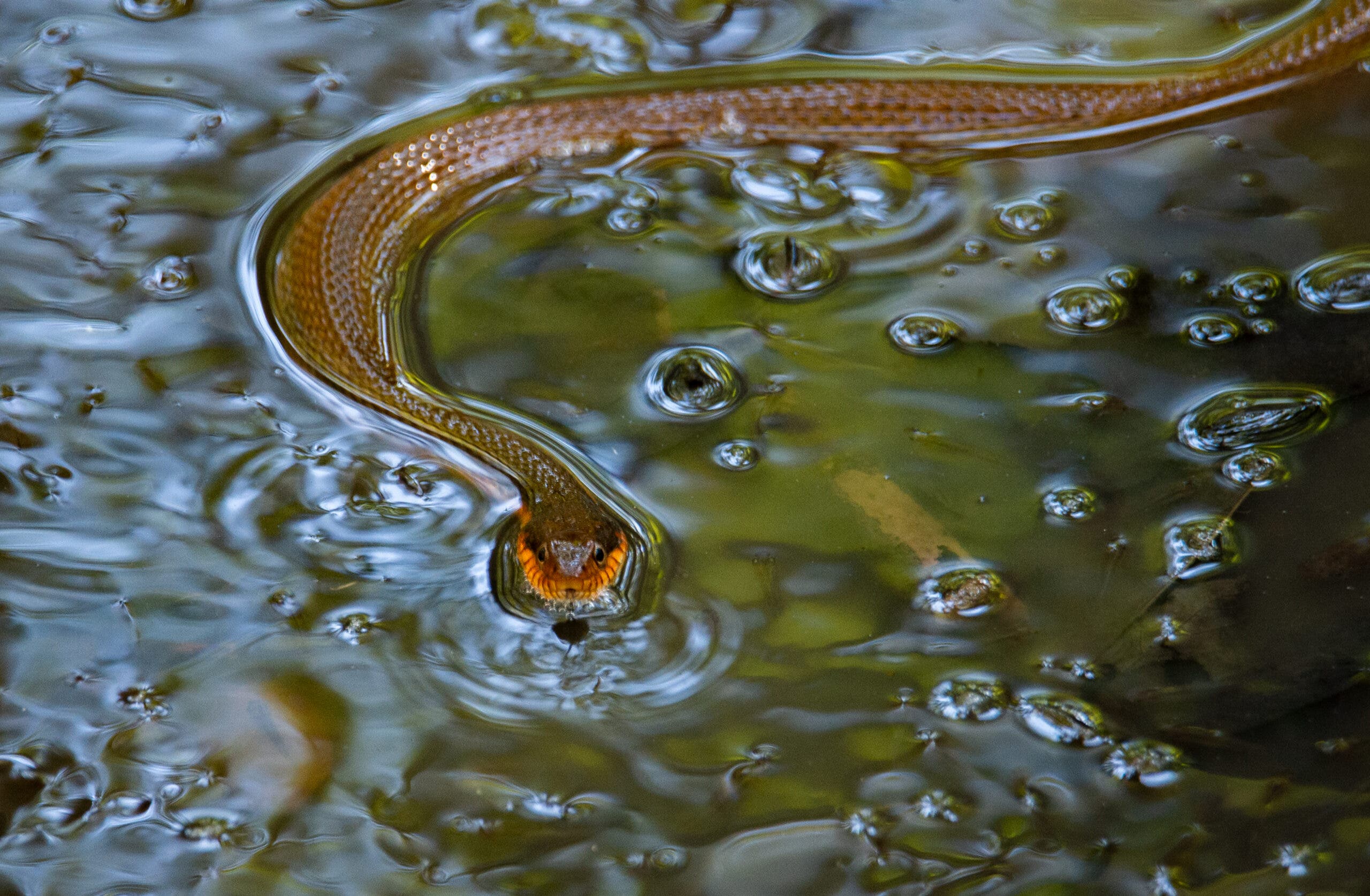 Plain-bellied Water Snake swimming in small pool