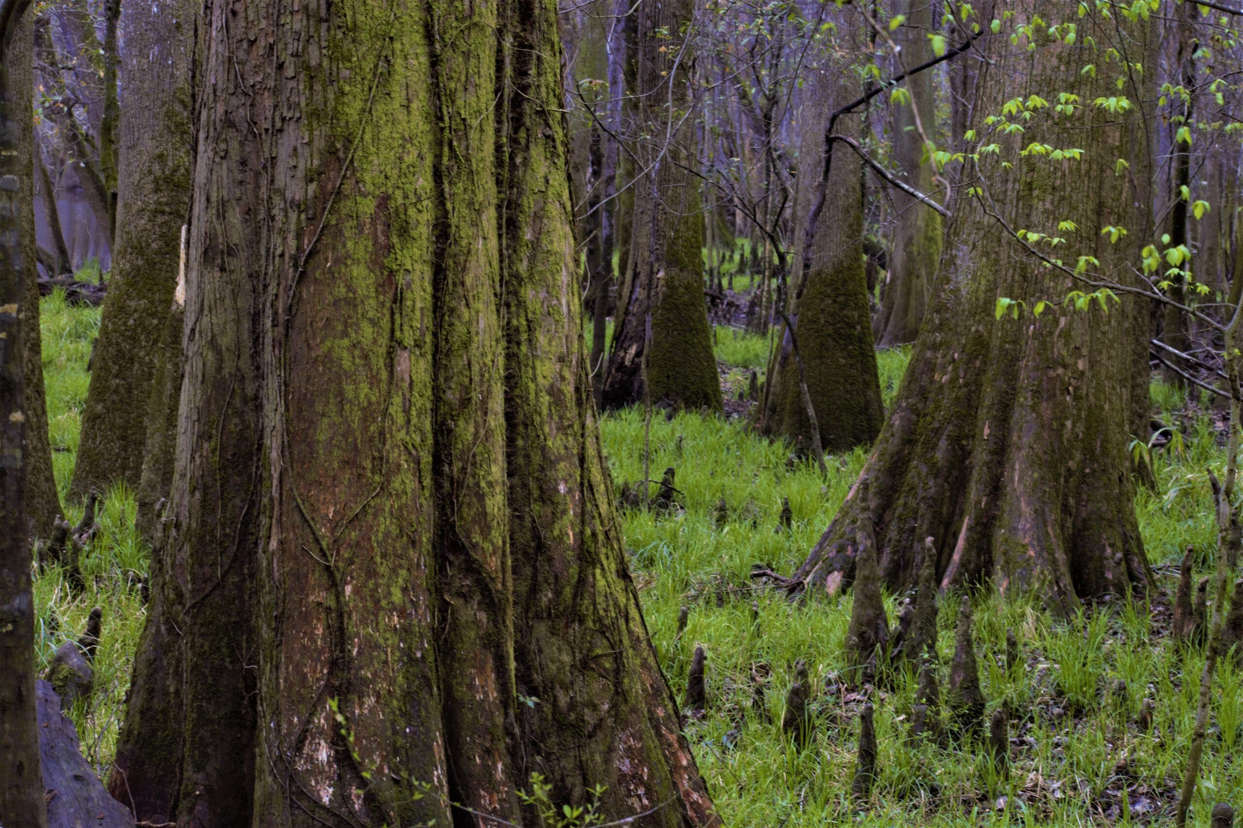 buttressed cypresses in Congaree National Park