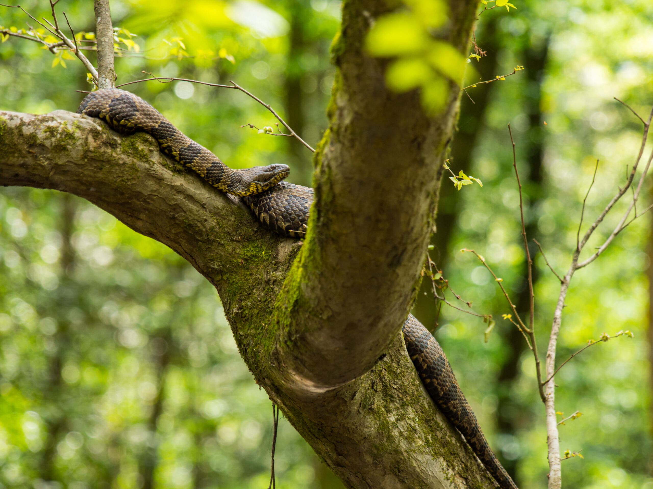 A snake sunning itself in a tree branch in a lush, green forest of Congaree National Park.