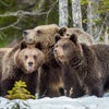adult bear with two cubs