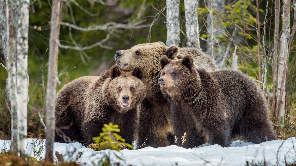 Hibernation: What's Going on for Grizzly Bears in Winter