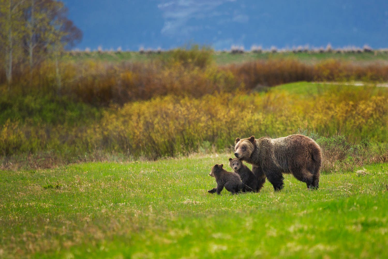 bear and two cubs walking around grand teton national park