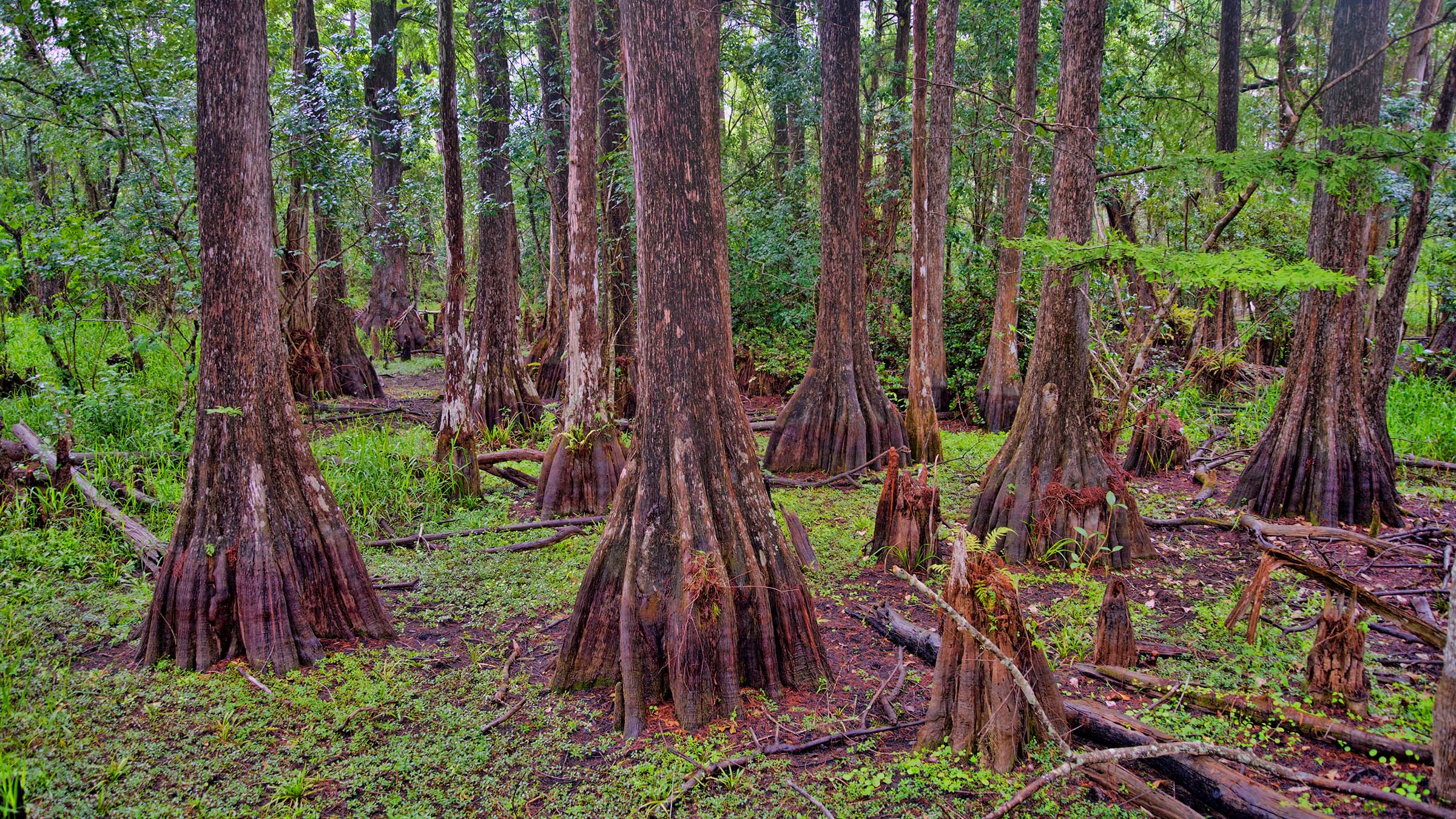 The Florida Trail meanders through Big Cypress National Preserve where stands of cypress trees and bright greenery abound. 