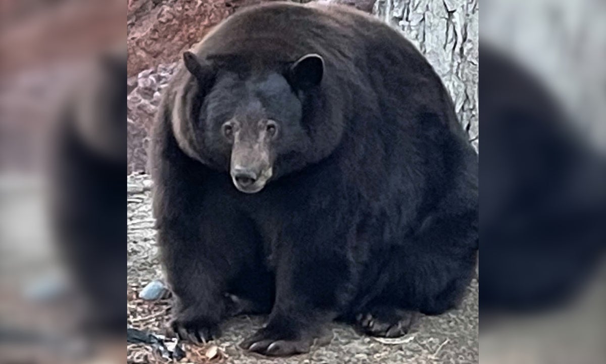 “Hank the Tank”, the Legendary, Incredibly Round Bear Outlaw, Has Been Captured