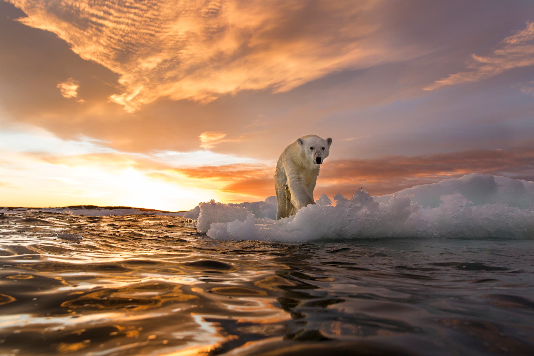polar bear walks on ice at sunset