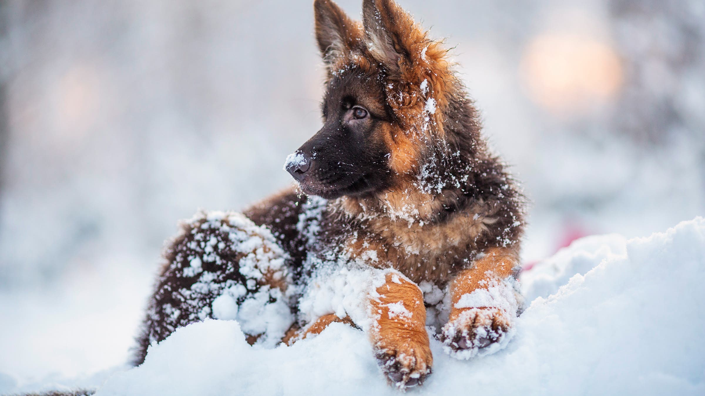 puppy in the snow