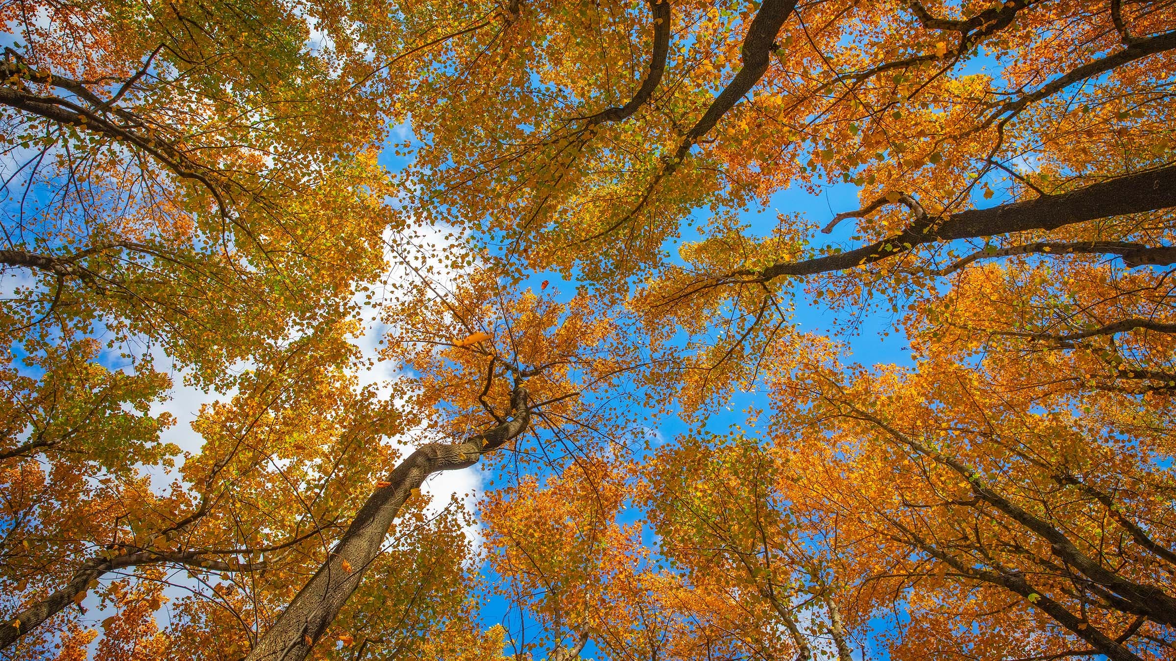 Shenandoah National Park Tree
