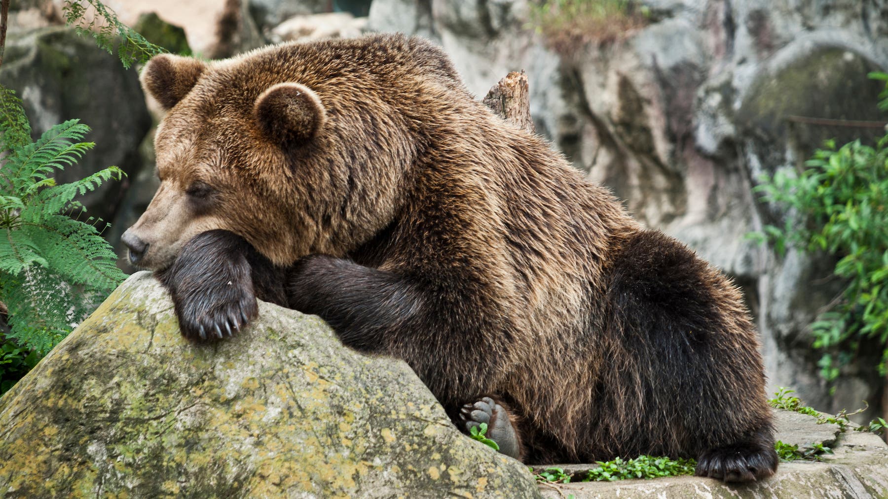 Brown bear resting with both paws on the log.