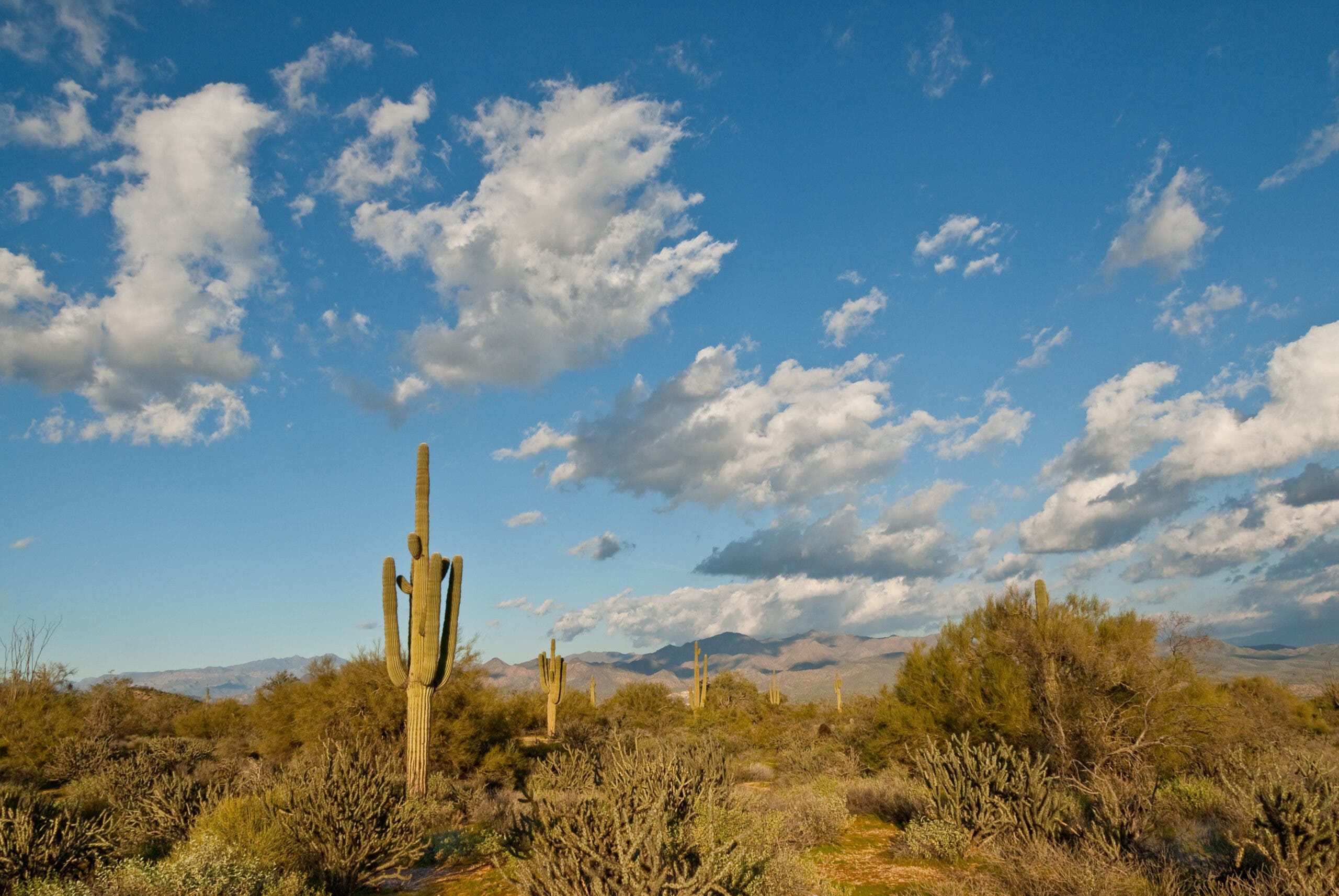 Saguaro at Mcdowell Mountain Regional Parkv