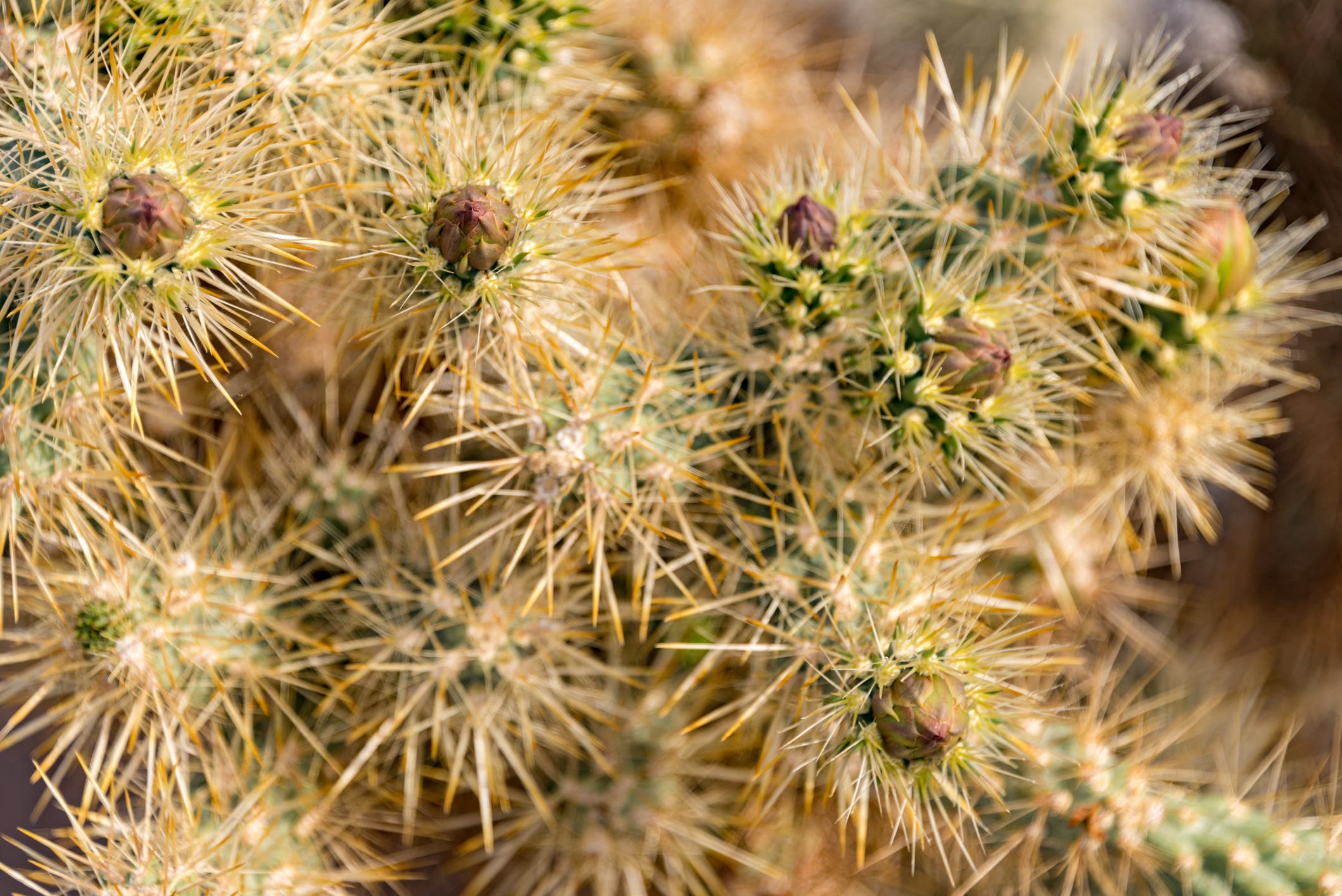 Cholla cactus