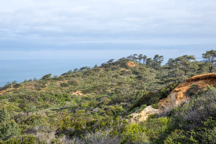 Torrey pines