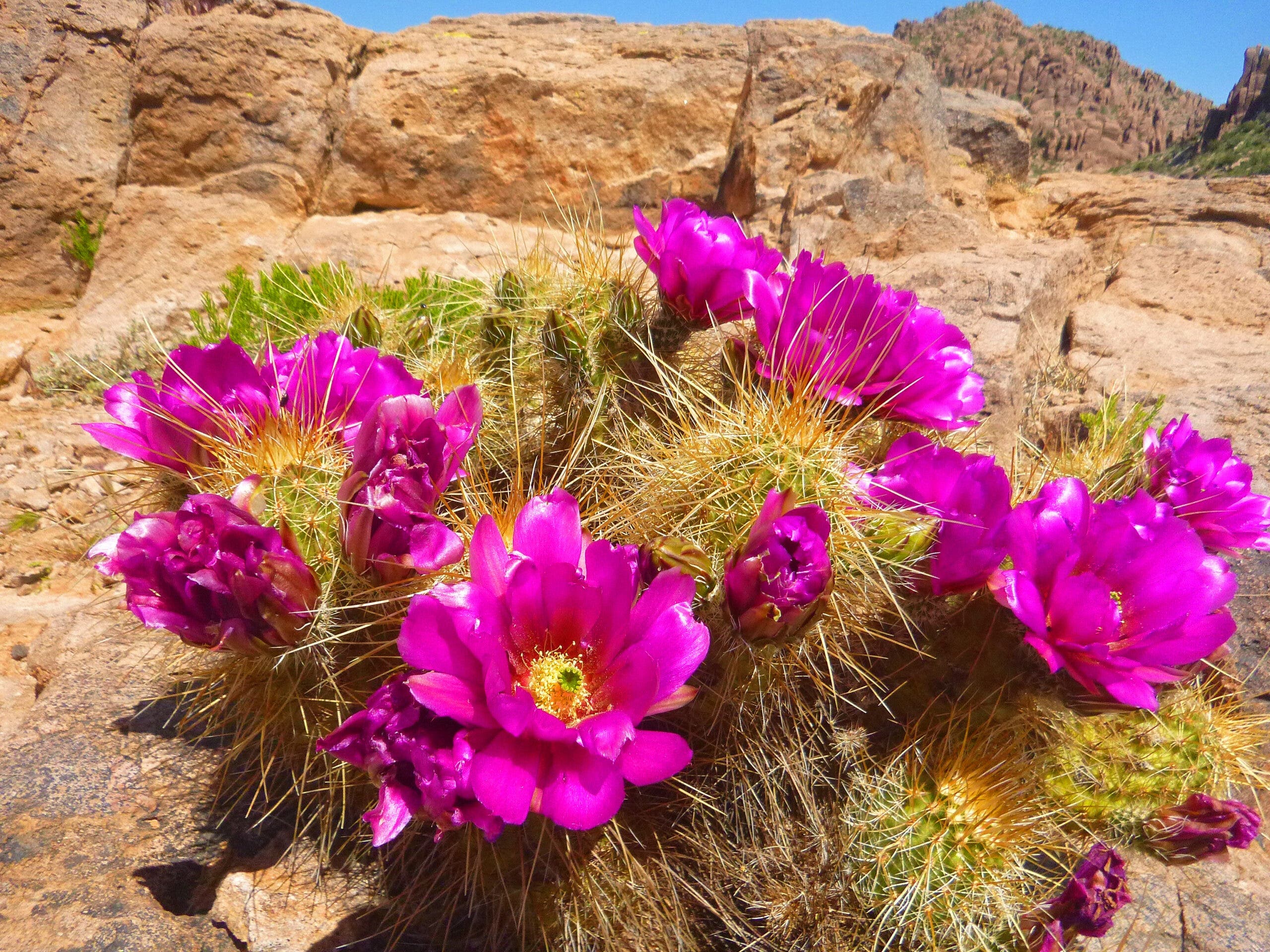 flowering cactus, Superstition Mountains