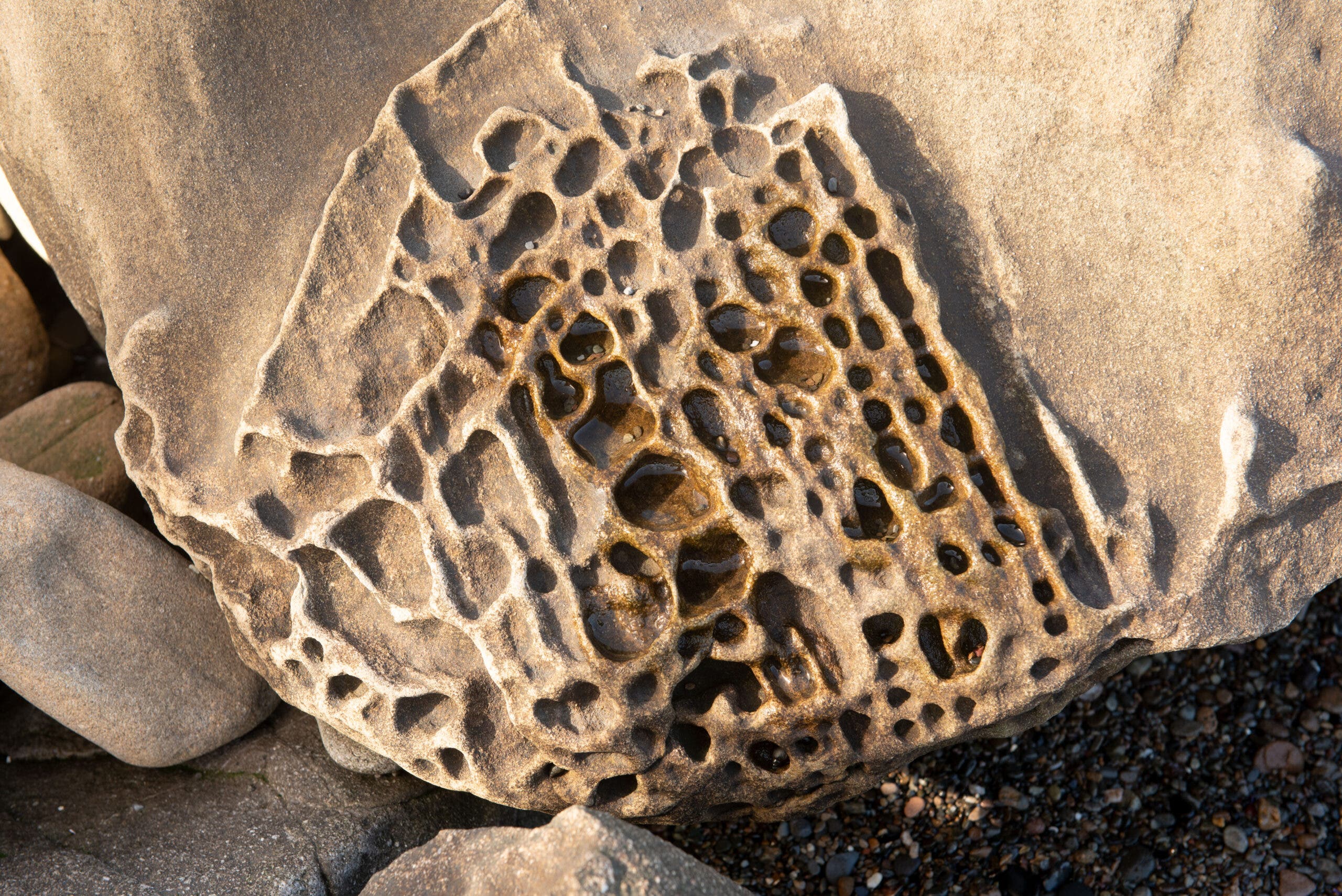 Tafoni weathering on the California coast
