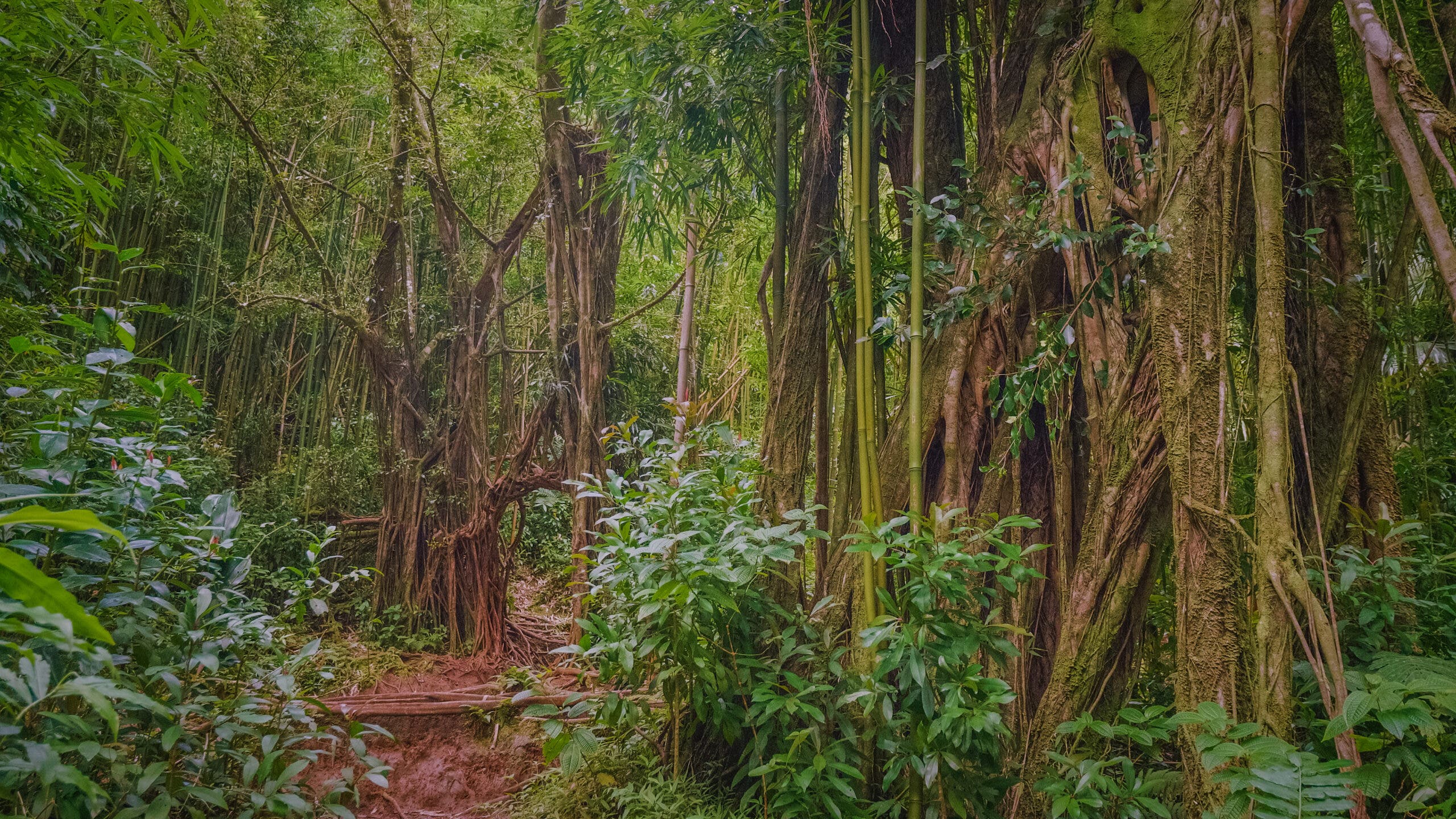 Rainforest along the Manoa Falls Trail