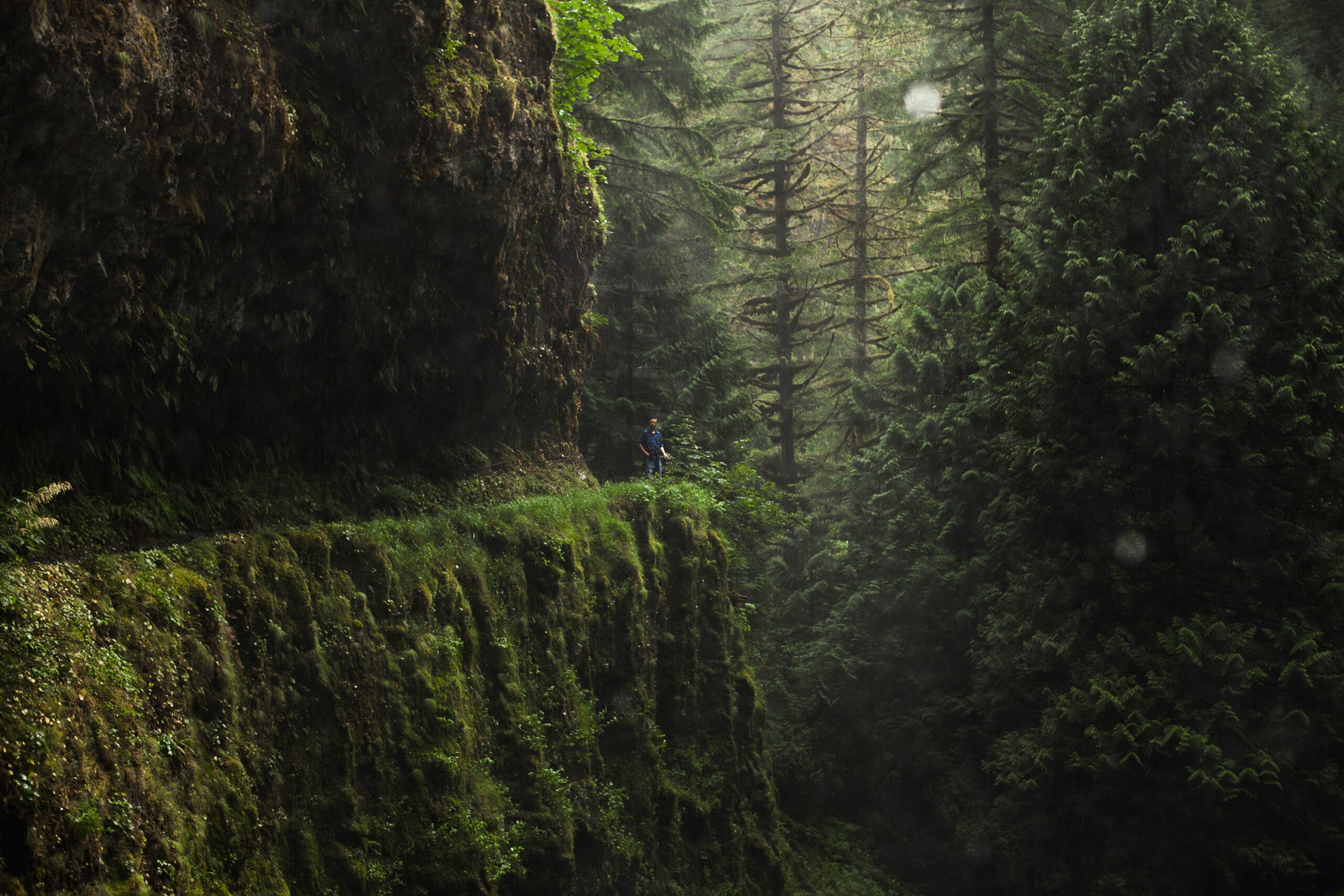 Eagle Creek Trail, Oregon A hiker takes in the sunlit view of the dense forest while standing on one of the narrow ledges on the Eagle Creek Trail.