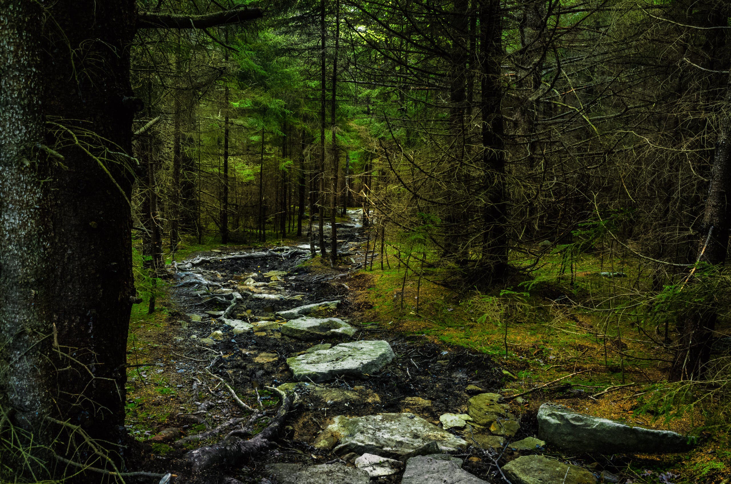Blackbird Knob Trail in Dolly Sods Wilderness, West Virginia