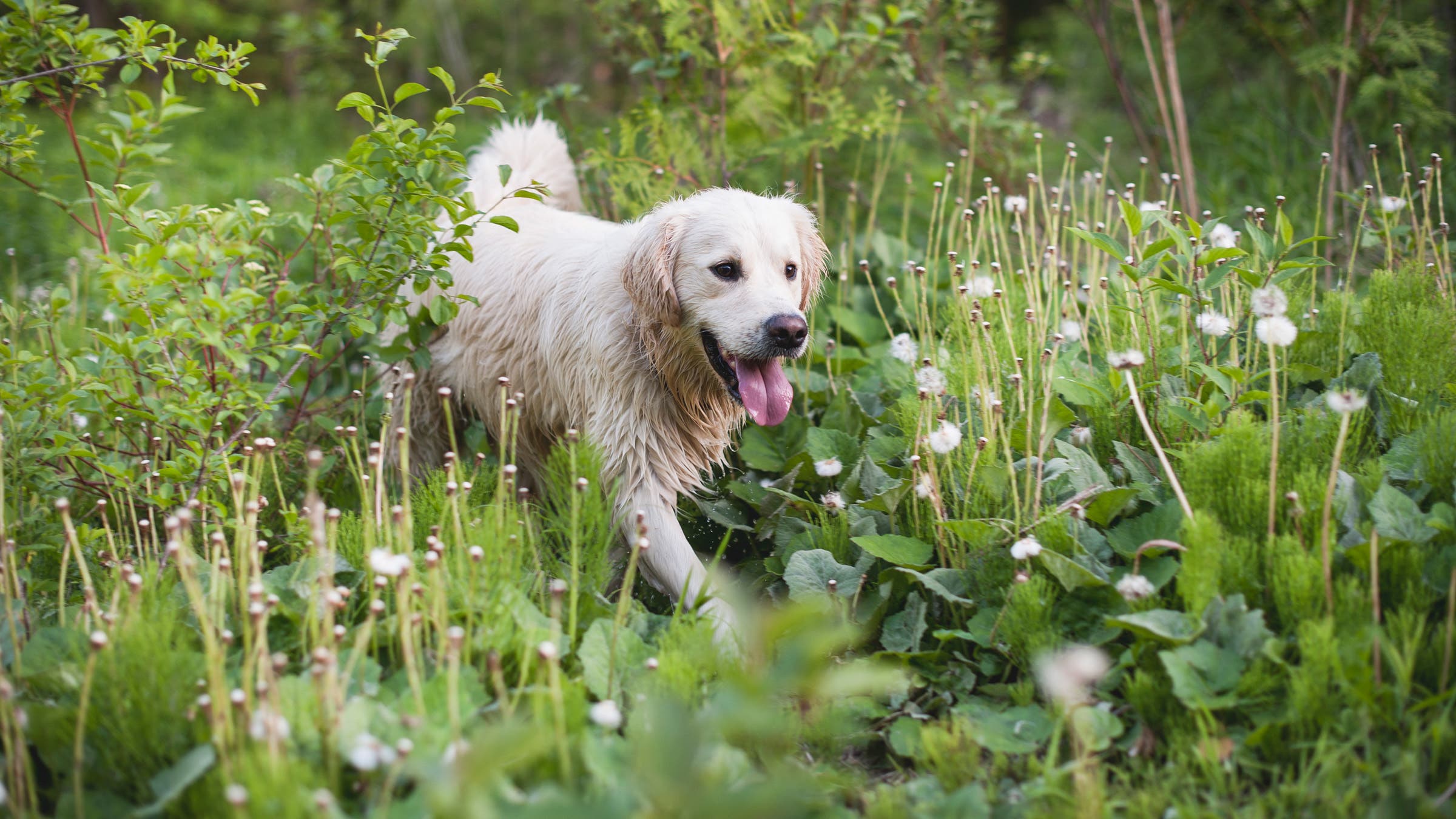 dog in grass