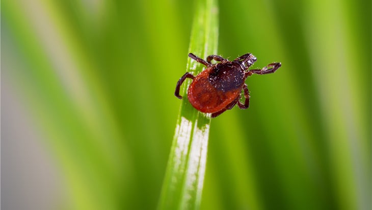 tick