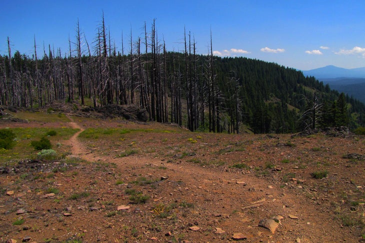 Grizzly Peak Trail