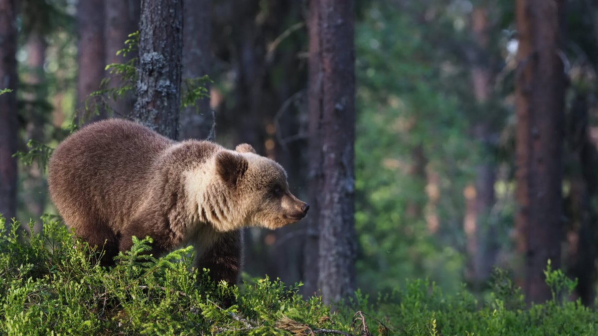 The 8 Best Hikes to See Bears Around the World - Backpacker