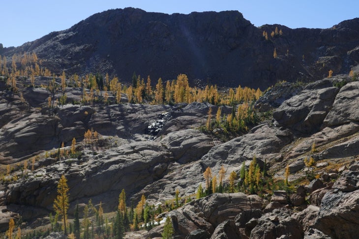 Larches near Lake Ingalls