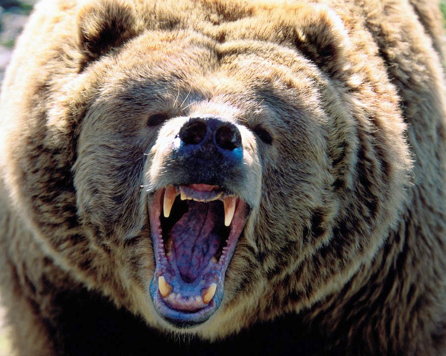 Grizzly bear roaring, close up