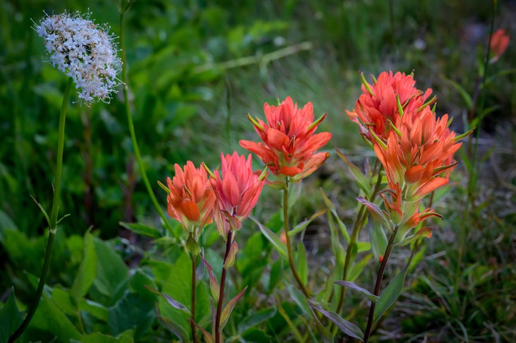 Subalpine Wildflowers in Washington State