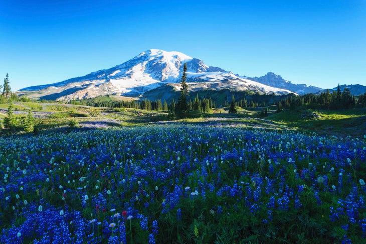 wildflowers along the skyline trail, Mt. Rainier National Park