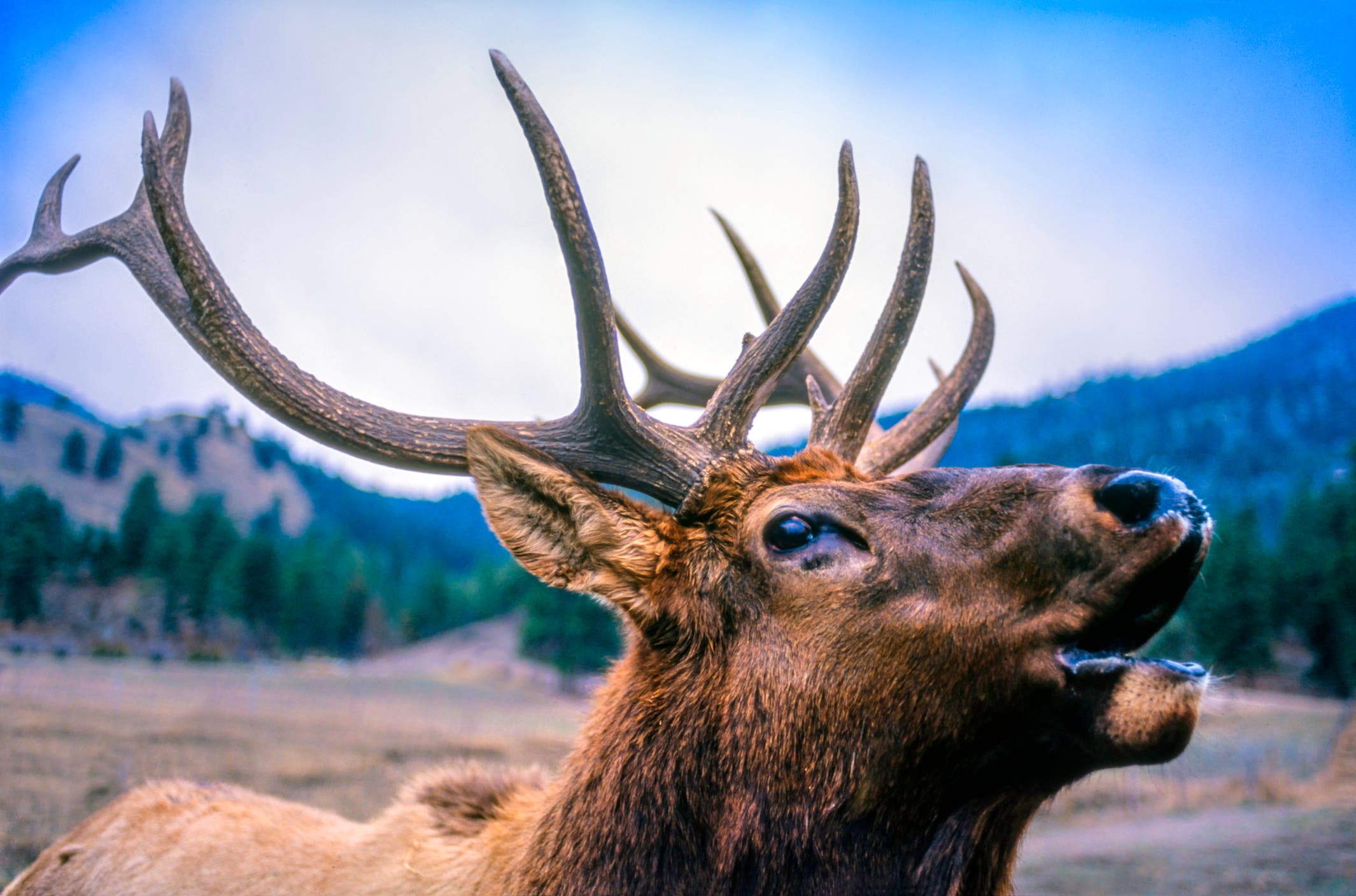 Close up shot of a bugling elk.